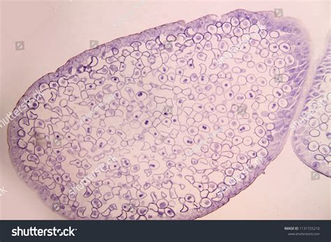 Real Animal Cell Under Microscope Animal Cell An Overview