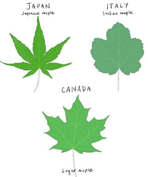 Why do trees have differently shaped leaves? - Washington Post