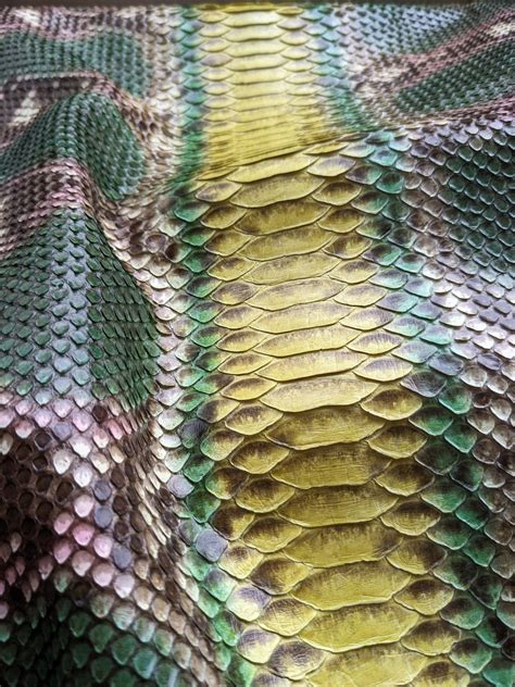 Image result for Python Skin Structure
