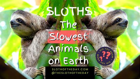 Sloths The Slowest Animals on Earth! Here is Why! - Sloth Of The Day