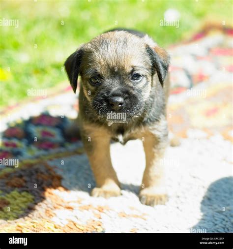 Border terriers puppy hi-res stock photography and images - Alamy