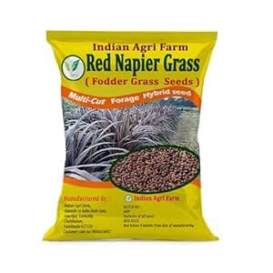 Iagrifarm Red Napier Grass Seed - 100 g - High Yield Multicut Fodder ...