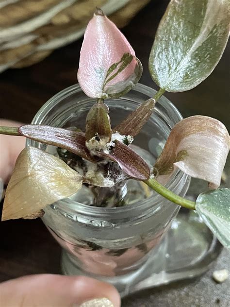 Image result for Plant Root Rot