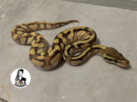 Image result for Enchi Static Ball Python