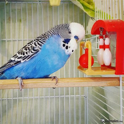 Periquito inglés - Animales.me