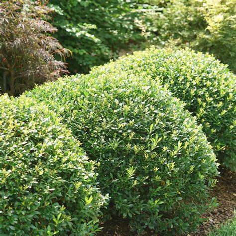 Inkberry Holly | Strongbox® | Proven Winners® Shrubs - Proven Winners ...
