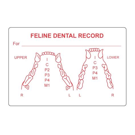 Nevs Feline Dental Record 2" x 3" White w/Red VW-0063 | Zoro