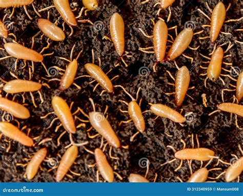 Close Up View of Pile of Ants Stock Illustration - Illustration of ...