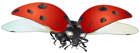 Free Ladybug Flying Cliparts, Download Free Ladybug Flying Cliparts png ...