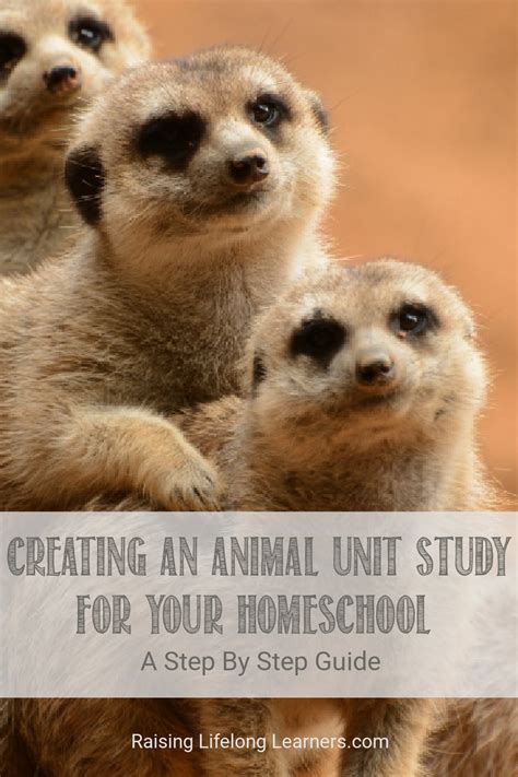 Image result for 11 Study of Animal Jr Tutorial