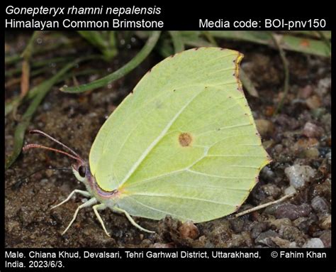 Gonepteryx rhamni nepalensis | Butterfly