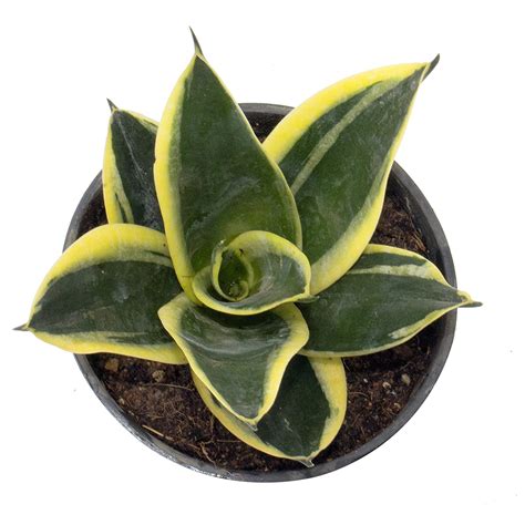 Indian Gardens - Sansevieria trifasciata Succulent (Live Plants ...