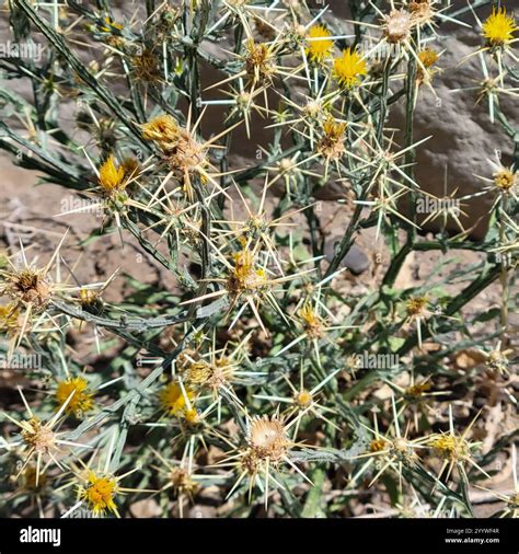 Yellow Star-Thistle (Centaurea solstitialis Stock Photo - Alamy