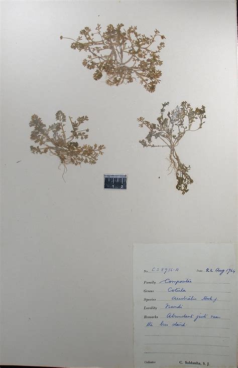 Herbarium JCB
