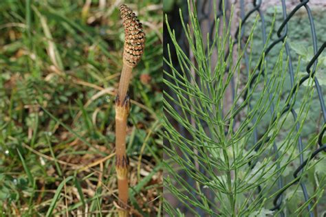 Equisetum arvense