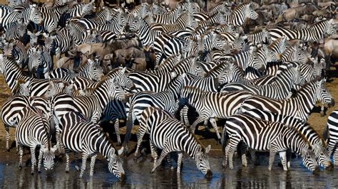 Camouflage - A-Z Animals