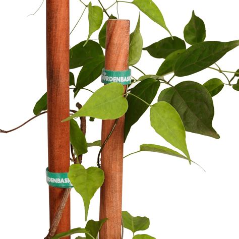 GARDENBASICS Wooden Plant Support Sticks 2 Feet | Hardwood Plant Stakes ...