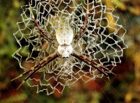 Image result for Patterns in Nature