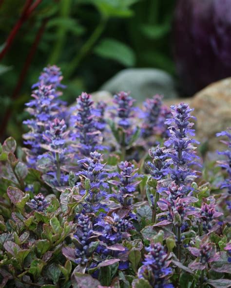 💜🔹 Ajuga ~ another great ground cover. I particularly like using it ...
