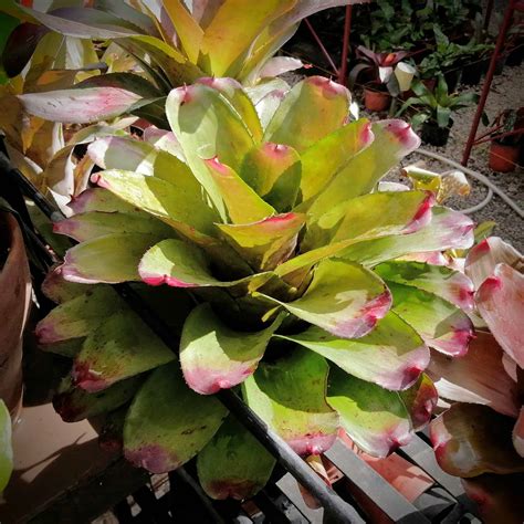 Is Bromeliad Toxic to Cats? [Safe or Harmful]