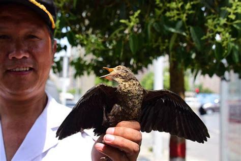 无为居民意外“捡到”一只鸟，竟是国家二级保护动物_腾讯新闻