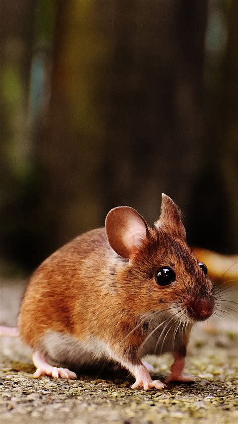 Image result for Mouse Left-Click Not Working Properly