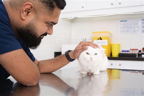 Can a Cat Eat French Fries? Our Vets' Opinion