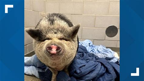 This little piggy wants to go home: Meet Waddles | wfaa.com