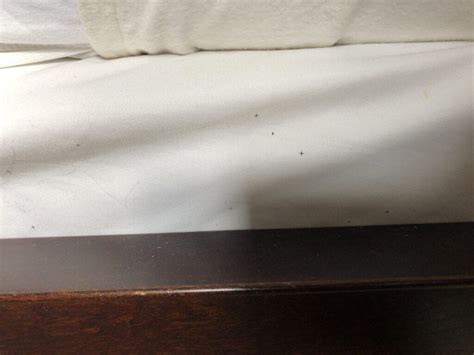 Bed Bug Stains On Sheets Pictures at Conrad Martinez blog