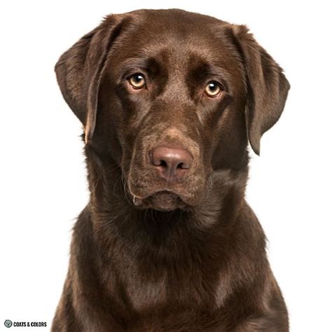 Labrador Retriever Eye Color 的图像结果