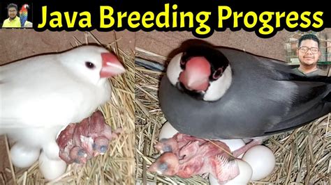Image result for Java Sparrow Breed