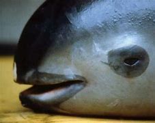 Image result for Endangered porpoise resists extinction