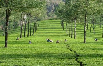 Beautiful 4 Days 3 Nights Alappuzha Family Vacation Package | Alappuzha ...