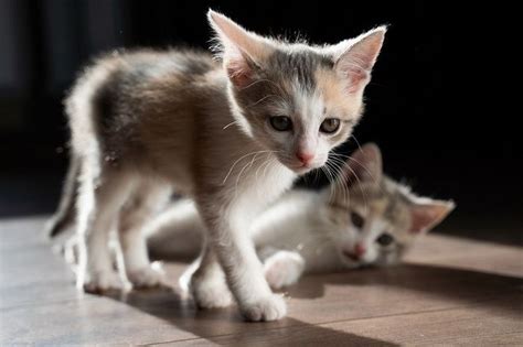 Image result for Array Data Type Integer Data Type