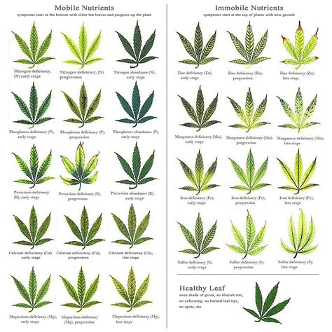 marijuana-deficiency-chart.jpg | 420 Magazine