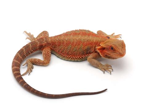 Bearded Dragons Colors 22 Types Of Bearded Dragon Morphs & Colors