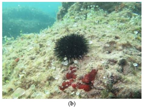 Edible Sea Urchin Food Chain