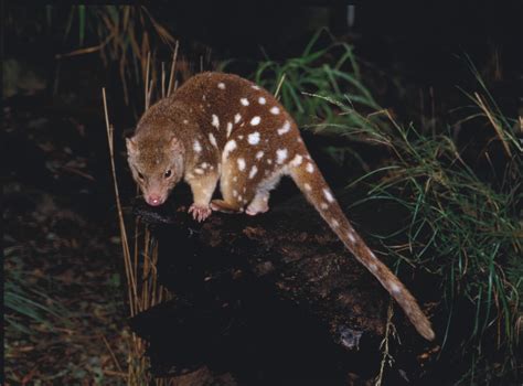 Tiger Quoll Habitat at Lucile Hart blog