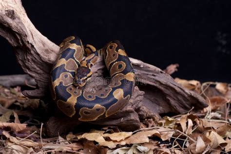 Image result for Snake Discovery Ball Python