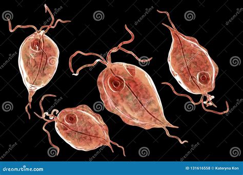 Trichomonas. Human Parasitic Protozoan. Outline Drawing Image. Royalty-Free Stock Photo ...