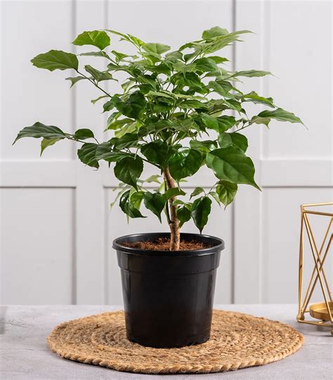 Nurturing Green® Live Radermachera Plant (China Doll) For Home & Indoor ...