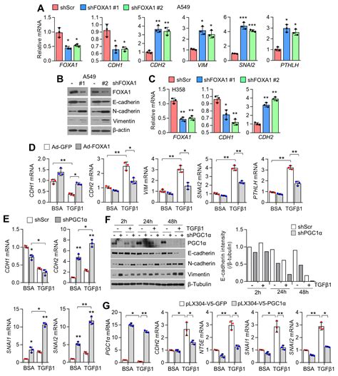 PGC1α Cooperates with FOXA1 to Regulate Epithelial Mesenchymal ...