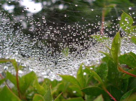 Crystal Raindrops Fall 的图像结果