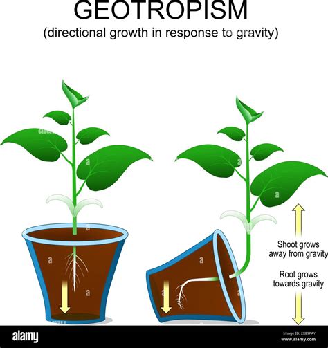 How Does Gravity Affect Plant Growth And Orientation