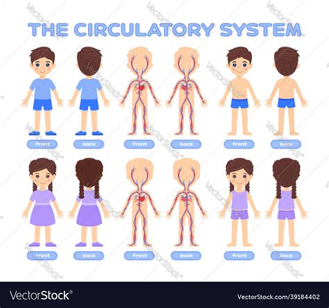 Circulatory System For Kids