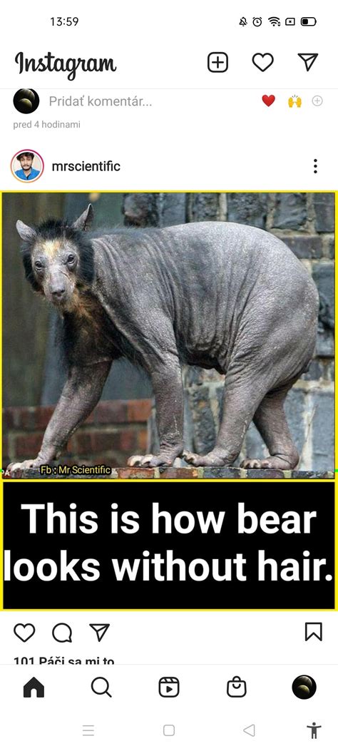 Thanks, i hate bears without hair. : r/TIHI