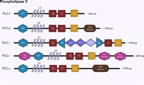 Image result for Pi PIP2 PIP3