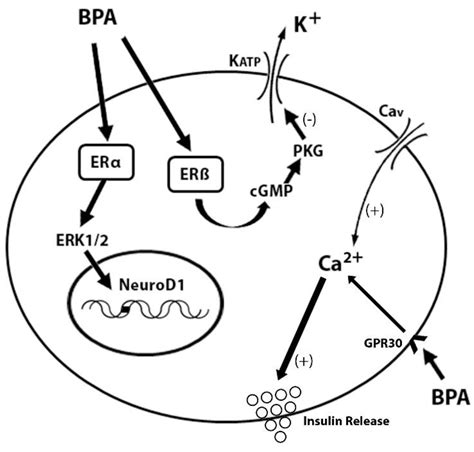 The Role of the Bisphenol A in Diabetes and Obesity