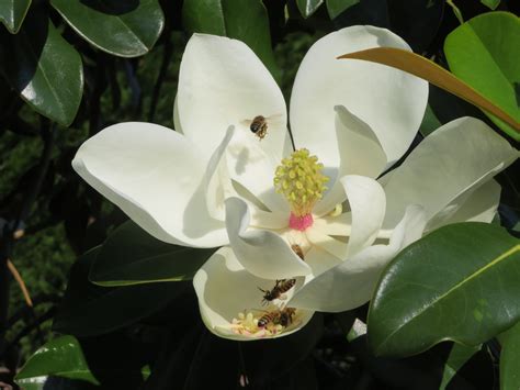 11 dwarf magnolia tree varieties for your home or garden – Artofit
