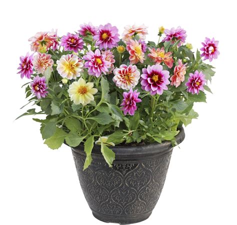 Container Grown Dahlia Plants - Guide To Planting Dahlias In Containers ...